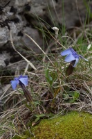 Gentiana verna L.