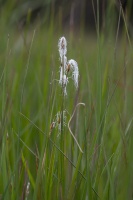 Trichophorum alpinum (L.) Pers.