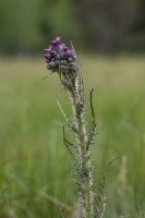 Cirsium palustre (L.) Coss. ex Scop.