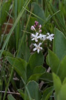 Menyanthes trifoliata L.