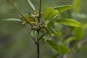 Frangula alnus Mill.