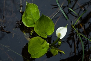 Calla palustris L.