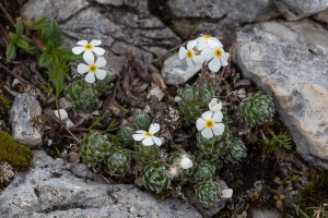 Androsace villosa L.