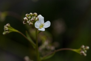 Kernera saxatilis (L.) Sweet