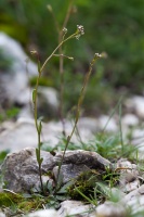 Kernera saxatilis (L.) Sweet