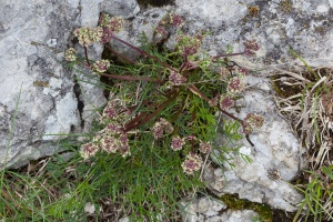 Athamanta cretensis L.