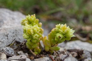 Sedum atratum L.