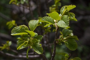 Rhamnus alpina L.