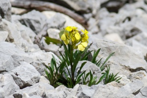 Erysimum ochroleucum (Haller f. ex Schleich.) DC.