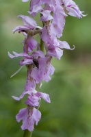 Orchis mascula (L.) L.