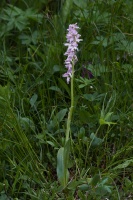 Orchis mascula (L.) L.