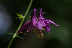 Aquilegia atrata Koch