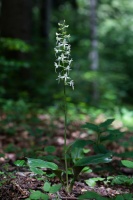 Platanthera bifolia (L.) Rich.