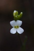 Arabidopsis arenosa (L.) Lawalrée