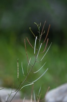 Arabidopsis arenosa (L.) Lawalrée