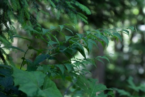 Streptopus amplexifolius (L.) DC.