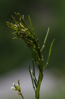 Arabis ciliata Clairv.