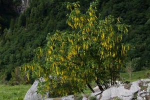 Laburnum alpinum (Mill.) Bercht. & J.Presl