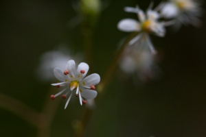 Saxifraga cuneifolia L.