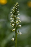 Pseudorchis albida (L.) Á.Löve & D.Löve