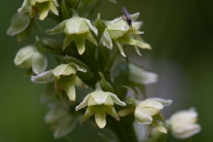 Pseudorchis albida (L.) Á.Löve & D.Löve