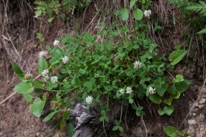 Trifolium thalii Vill.