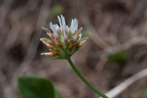 Trifolium thalii Vill.