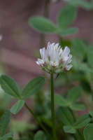 Trifolium thalii Vill.