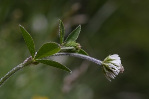 Trifolium montanum L.