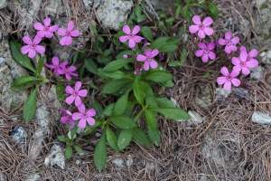 Saponaria ocymoides L.