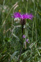 Centaurea nervosa Willd.