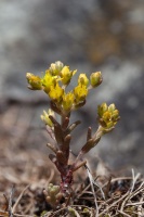 Sedum annuum L.