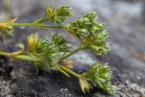 Scleranthus annuus L.