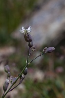 Silene vulgaris (Moench) Garcke