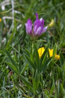 Trifolium alpinum L.