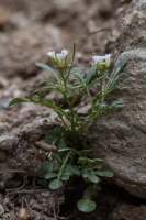 Cardamine resedifolia L.