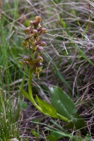 Dactylorhiza viridis (L.) R.M.Bateman  Pridgeon & M.W.Chase