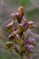 Dactylorhiza viridis (L.) R.M.Bateman  Pridgeon & M.W.Chase