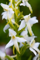 Platanthera bifolia (L.) Rich.