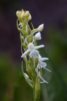 Gymnadenia conopsea (L.) R.Br.