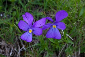 Viola calcarata L.