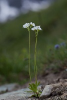 Androsace obtusifolia All.