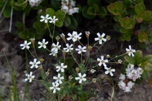 Silene rupestris L.