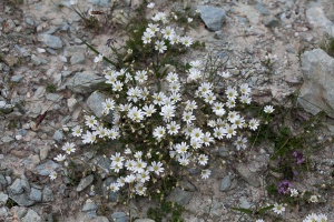 Cerastium alpinum L.