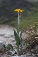 Senecio doronicum (L.) L.