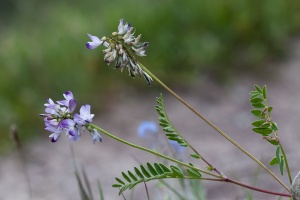 Astragalus alpinus L.