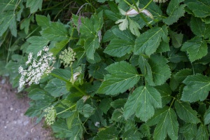 Peucedanum ostruthium (L.) W. Koch