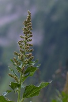 Chenopodium bonus-henricus L.