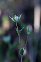 Arenaria serpyllifolia L.