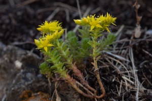 Sedum sexangulare L.